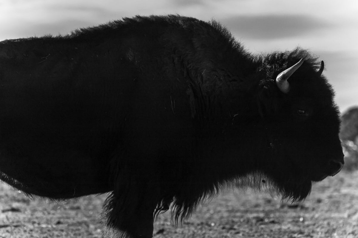 Cuts of Bison Meat The Lowdown