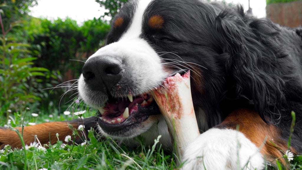 Top 4 Reasons Why Raw Bison Bones Are Great For Dogs