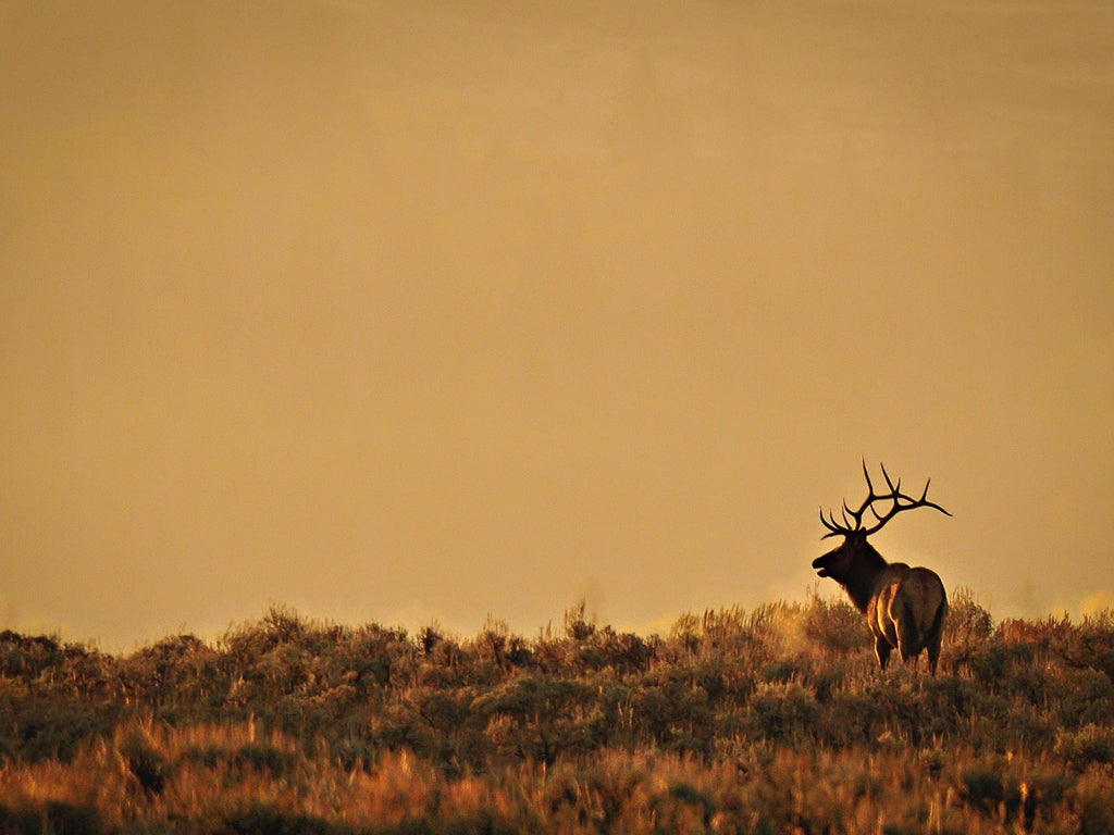 Top 5 Fascinating Facts About Elk You Probably Didn’t Know