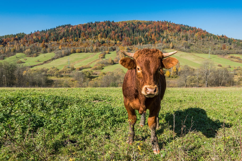 How Did Factory Farming Become So Prevalent In America?