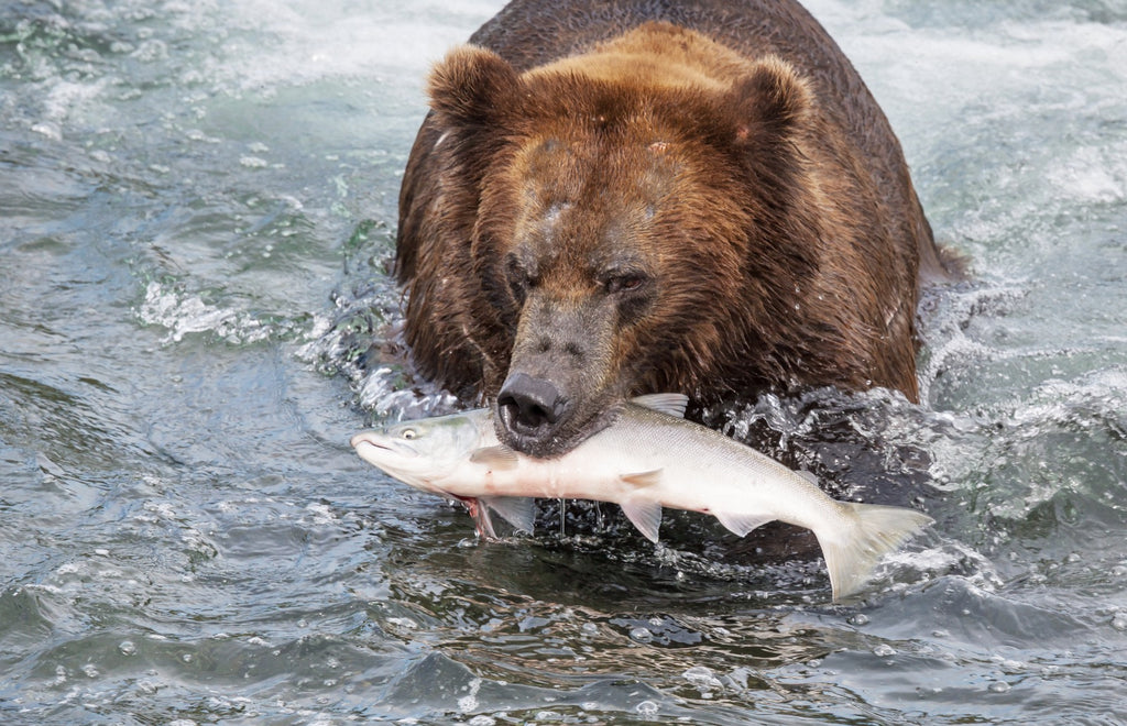 Wild Caught Alaskan Sockeye Salmon: A Gem Of The Ocean