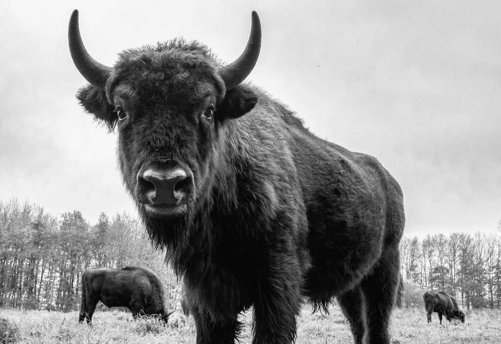 Top 4 Reasons That It’s A Great Idea To Eat More Bison