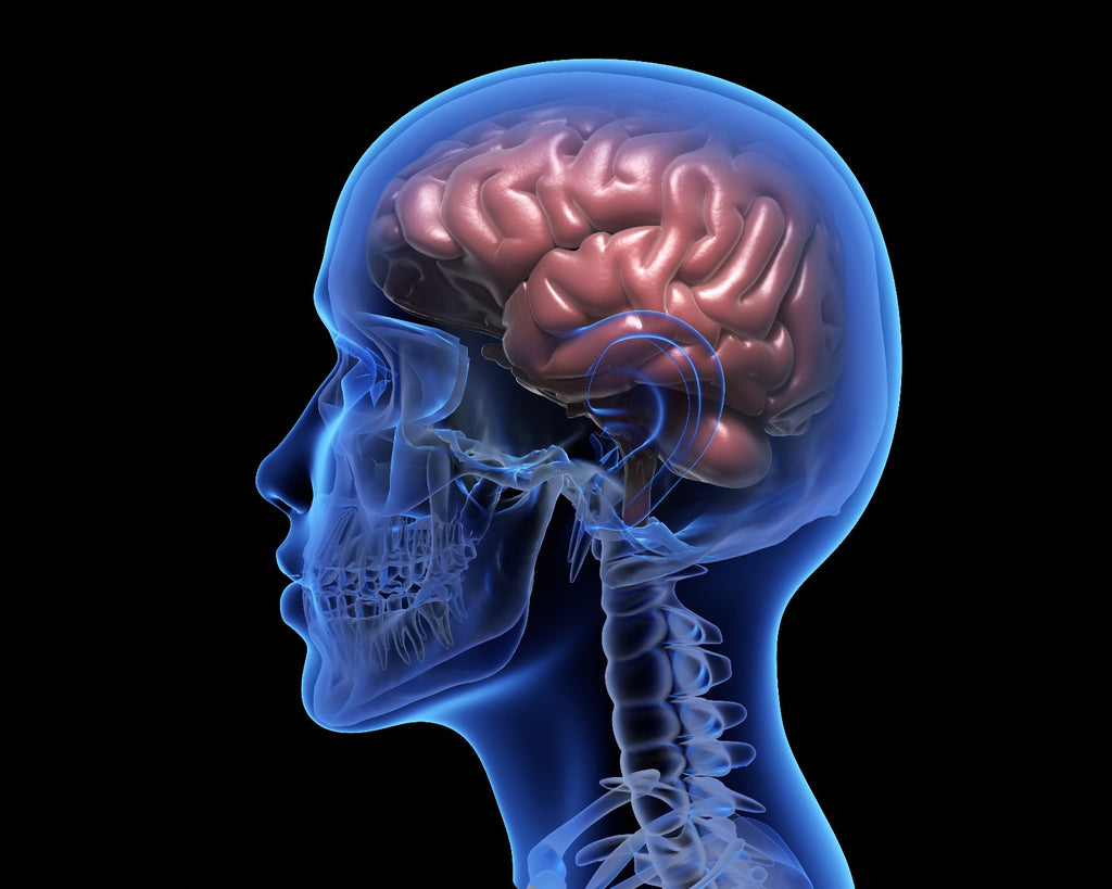Top 5 Reasons That Eating Meat Can Make You Smarter