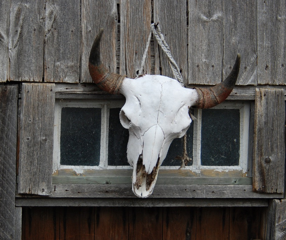 Buffalo Bull Skulls: A Closer Look At Their Symbolism