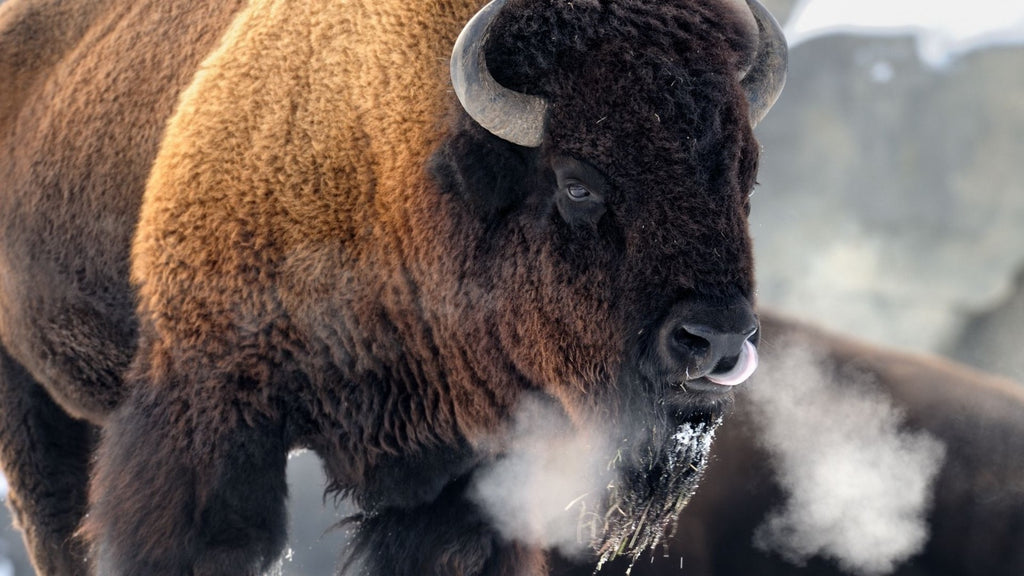 The Bison: A Lost Pillar Of North American Ecosystems