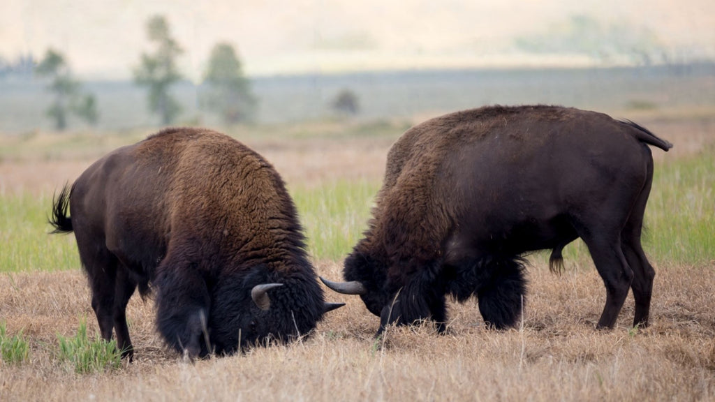 Bison Meat: A Potent Sexual Health Tonic