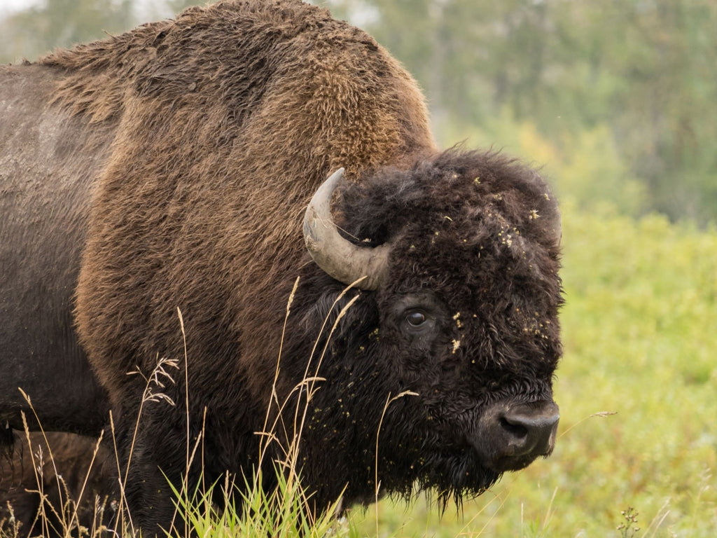 Facts About Bison - Besides The Healthy & Delicious Meat