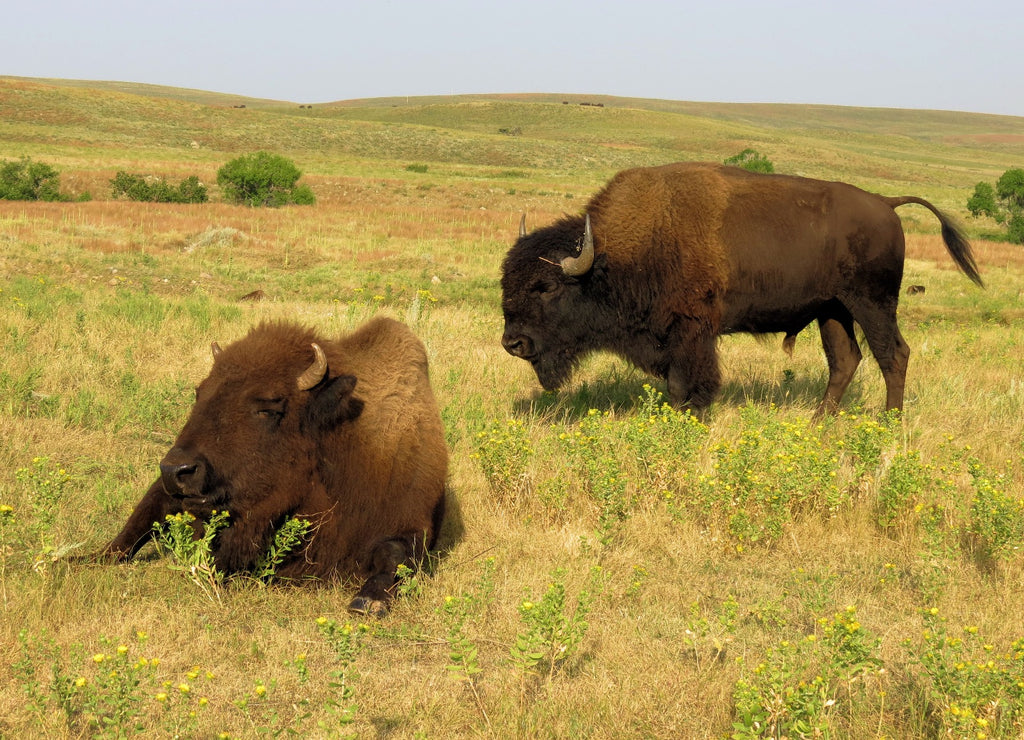 Where Are They Now? Where To See American Bison