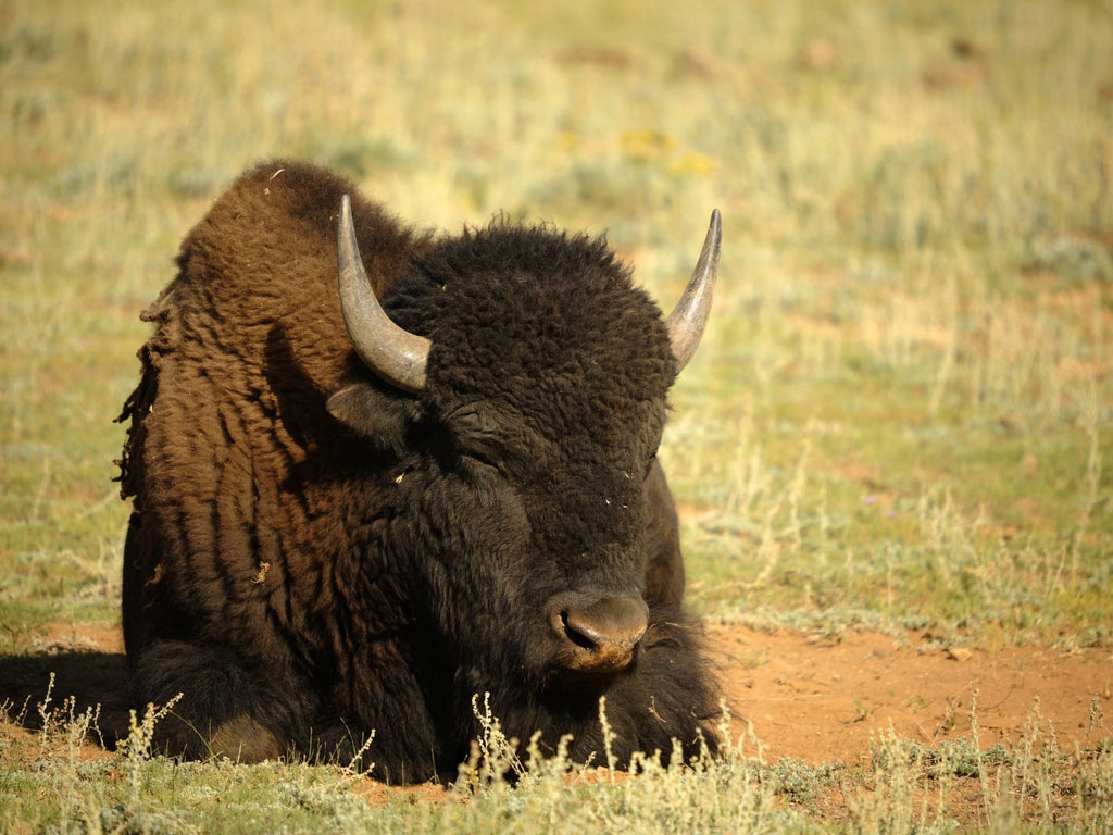 Bison Genetics: Efforts To Preserve This Keystone Species