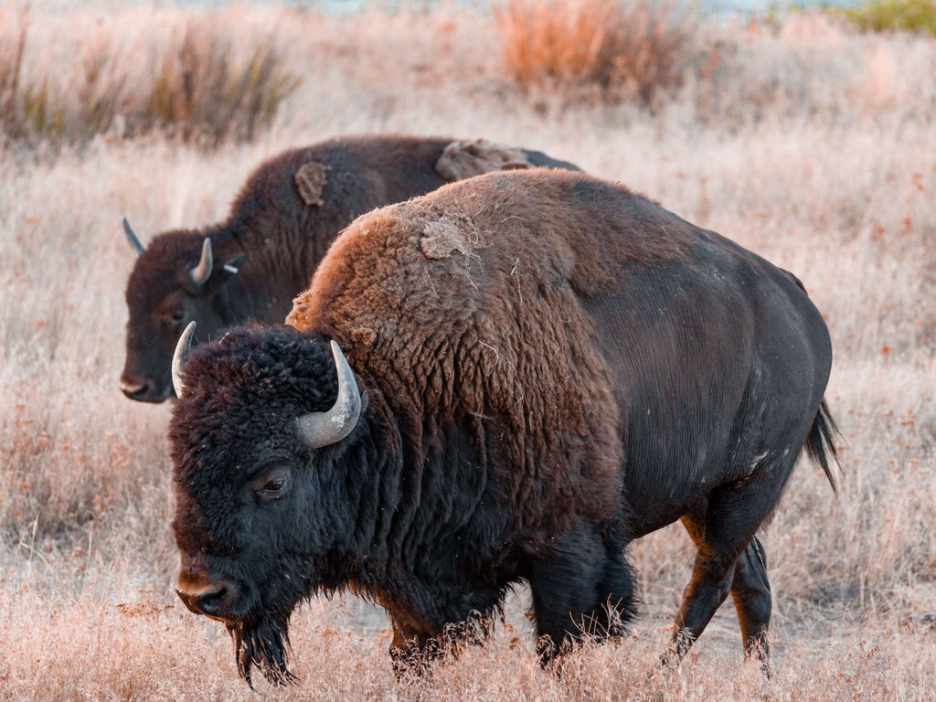 Bison Vs Buffalo: Is There A Difference?