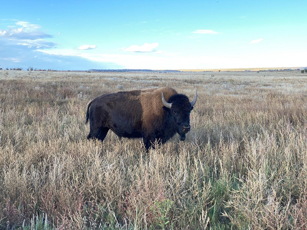 Why Our Mission Is To Bring The American Bison Back