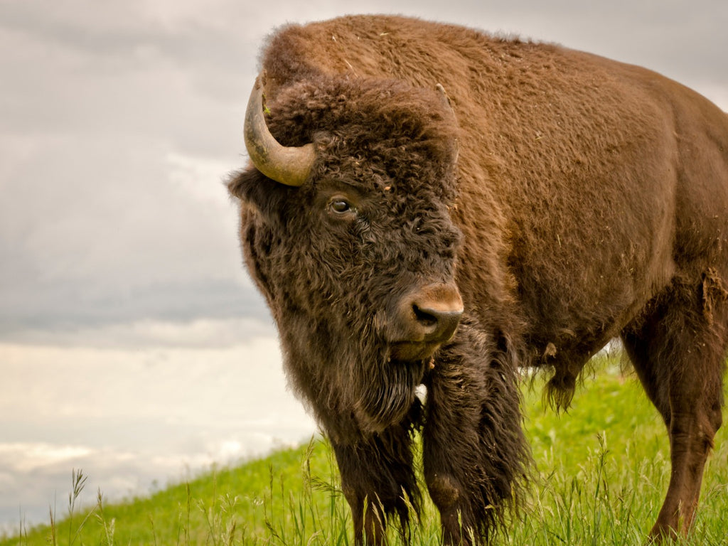Why Our Motto Is Once You Go Bison, You’ll Never Go Back