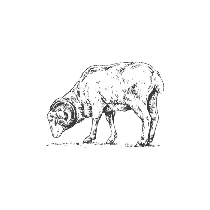 Showing an illustration of a lamb.