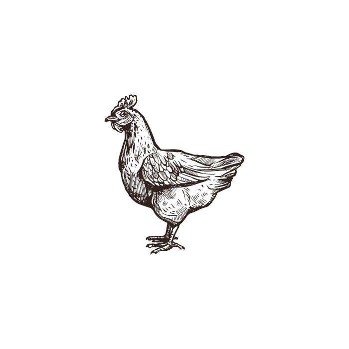 Showing an illustration of a chicken.